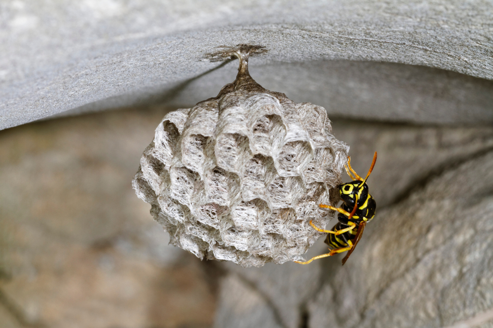 come eliminare le vespe