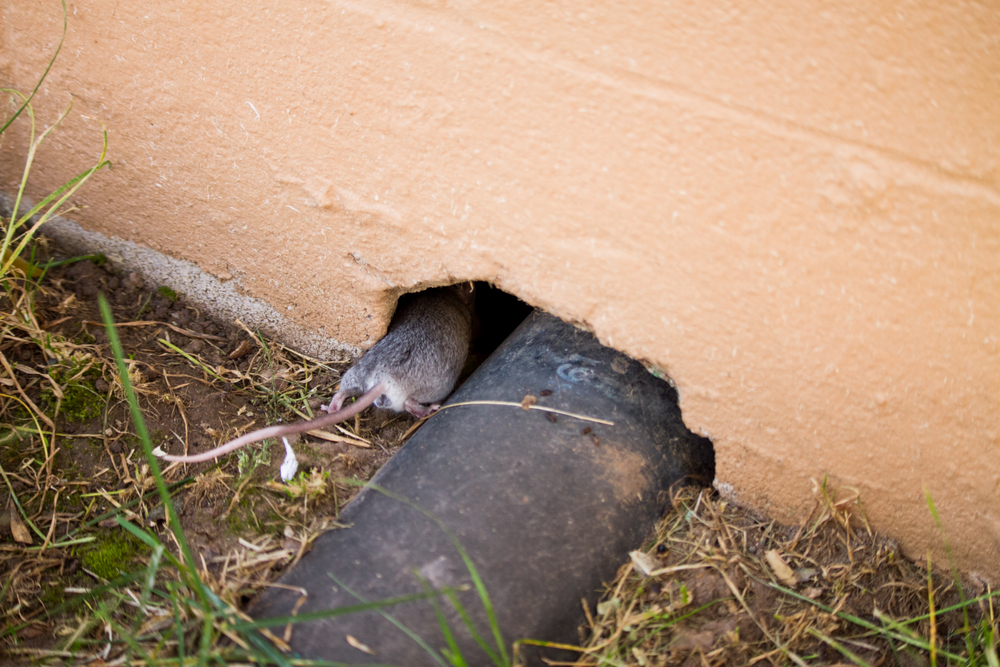 eliminare topi in casa bologna