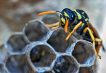 Disinfestazione vespe e calabroni Vespa Orientalis