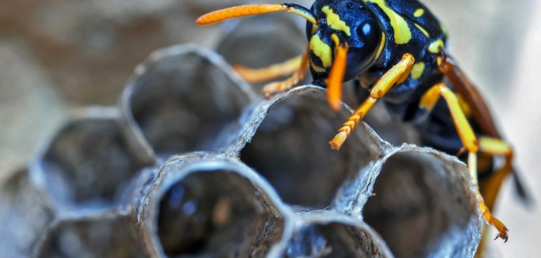Disinfestazione vespe e calabroni Vespa Orientalis